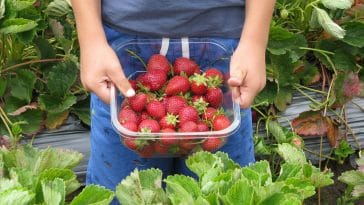 fruit-picking