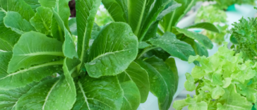 Green and purple vegetables growing in an urban farming hydroponic system.